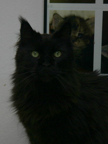 attila