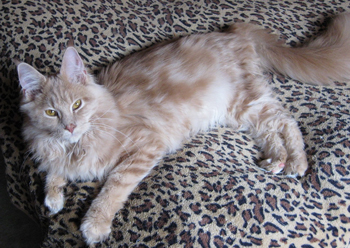 jerry2