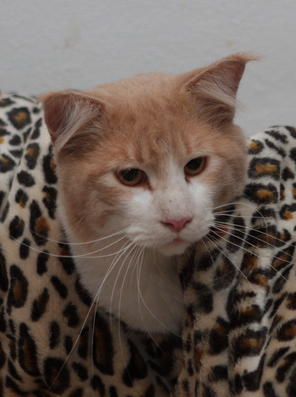 jethro