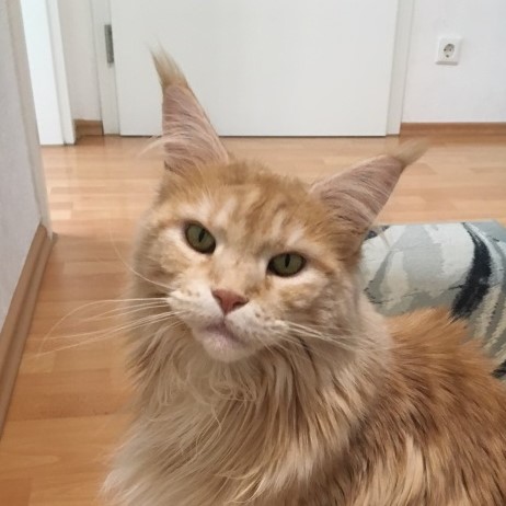 lilli