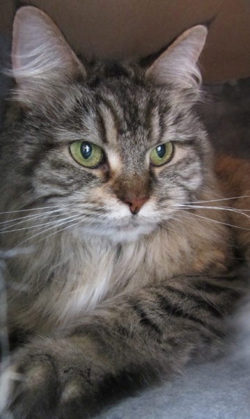 lucy