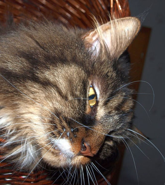 merlin