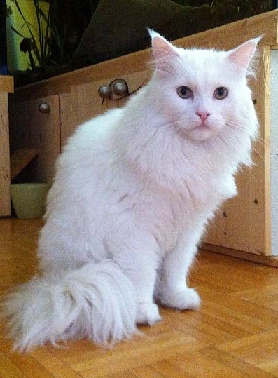 snowie2a