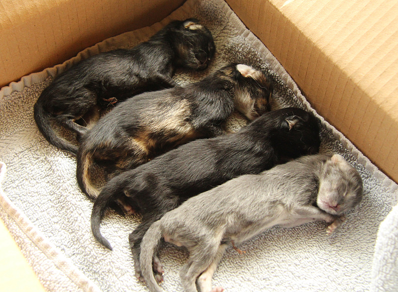 sternenbabys