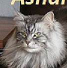 ashantykl