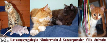 katzenpsychologie niederrhein