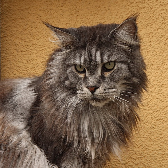 diego