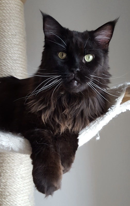 merlin