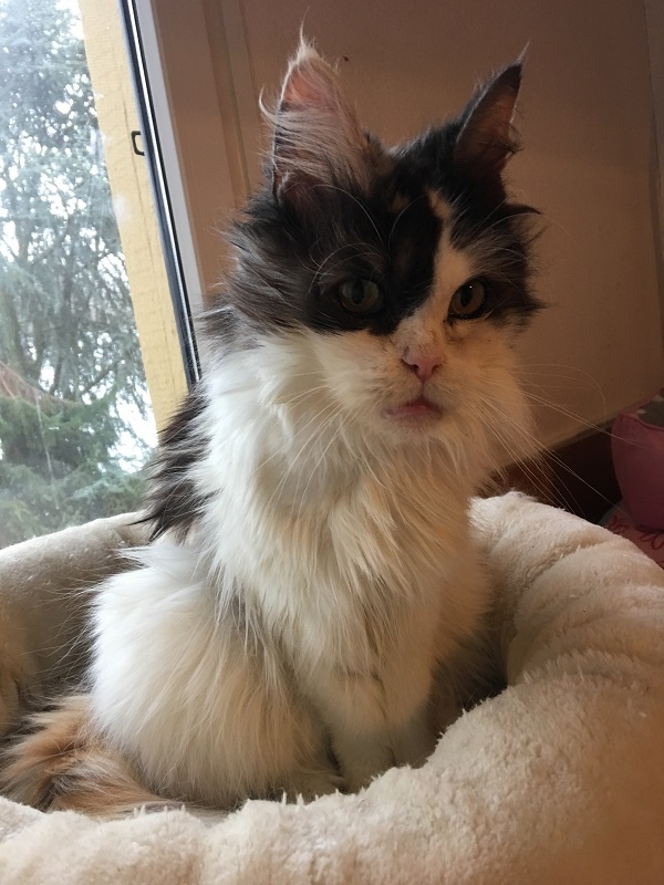 missy 1