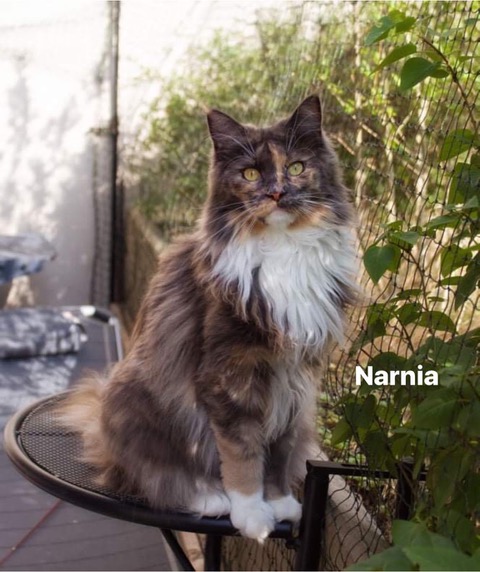 narnia