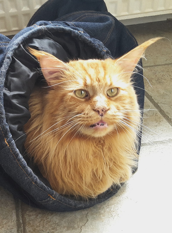 oscar