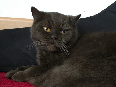waldorf
