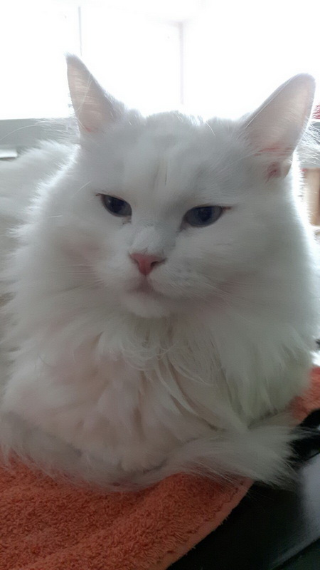 yuki