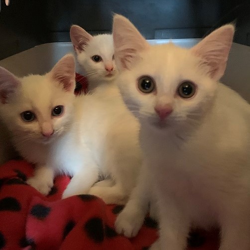 eri-leo-sirius
