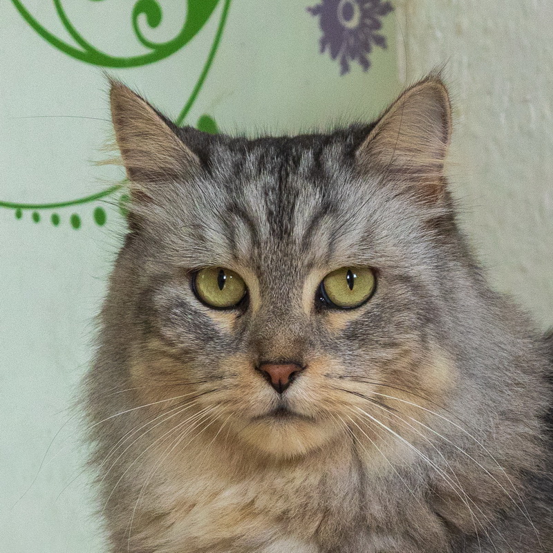 Samson