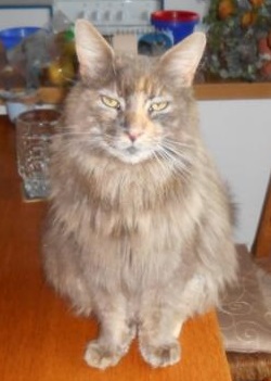 abigail
