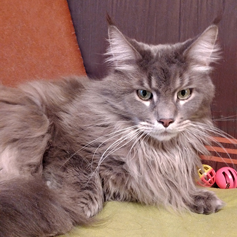 alfonso