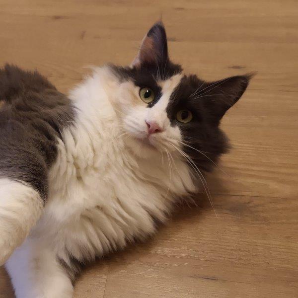 amira