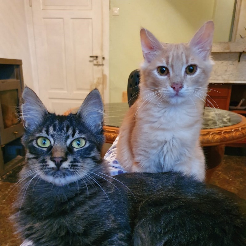 biscuit-tigger