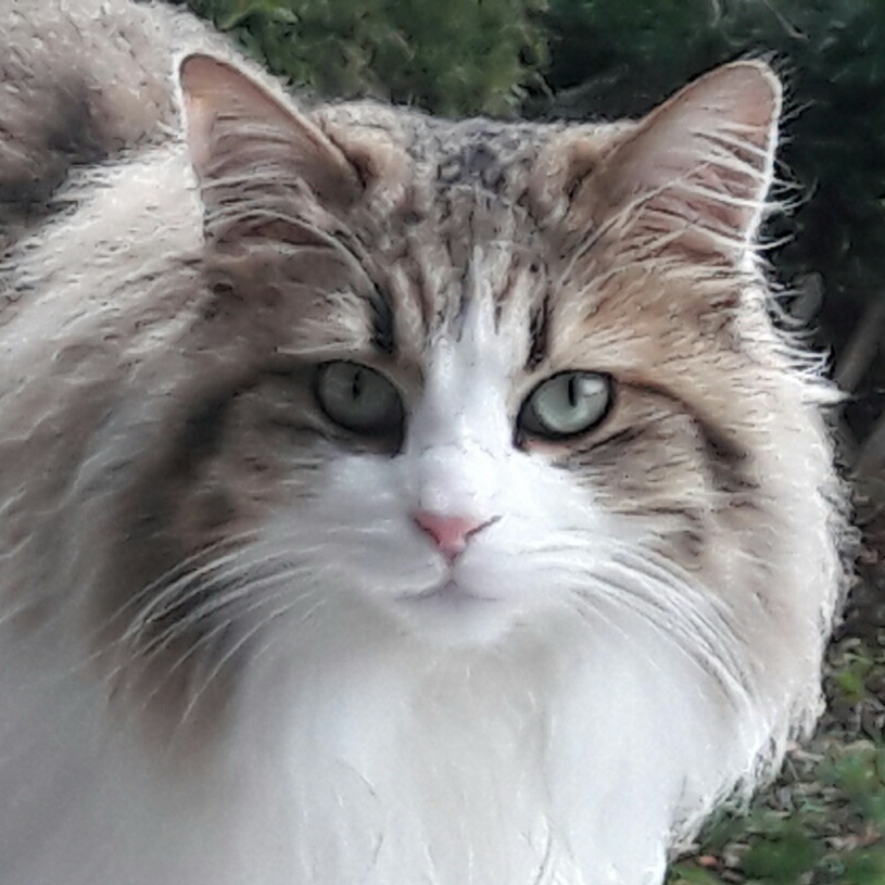 bonnie