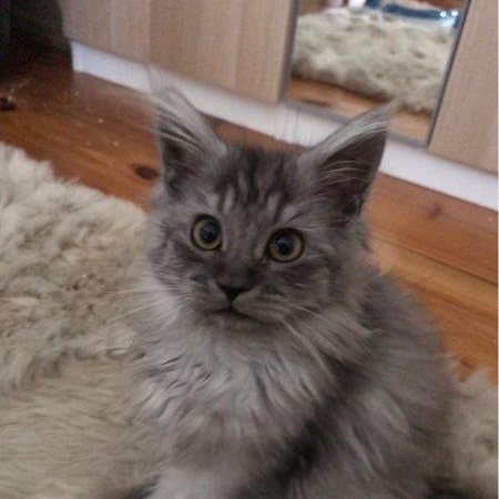 bonnie