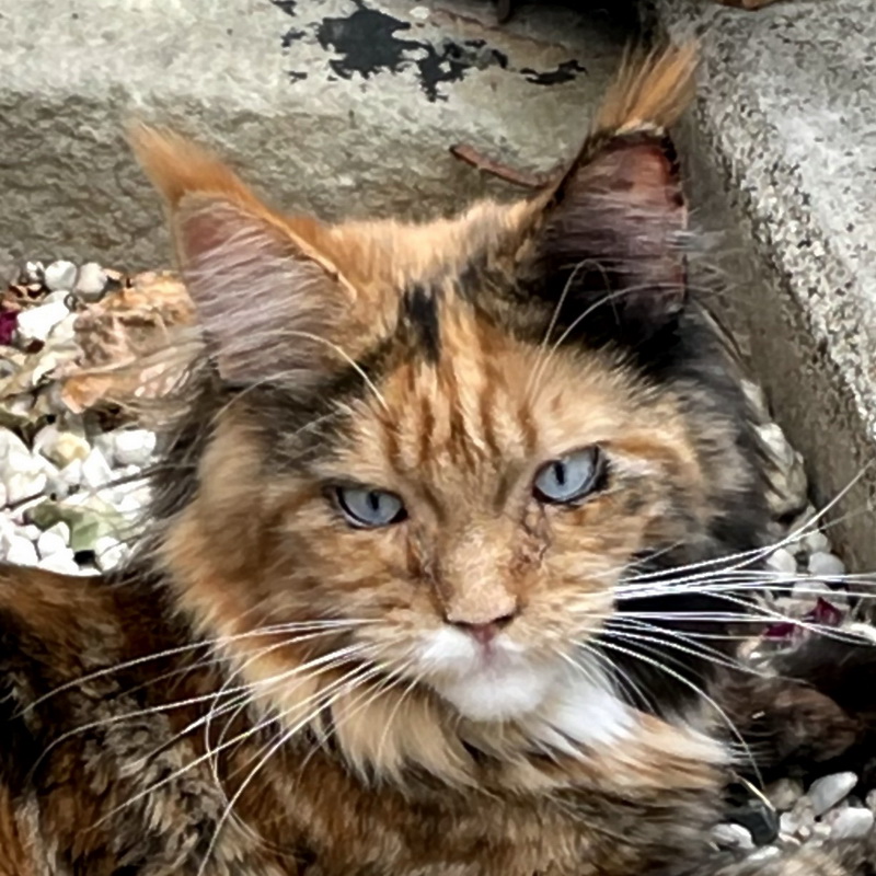 bonnie