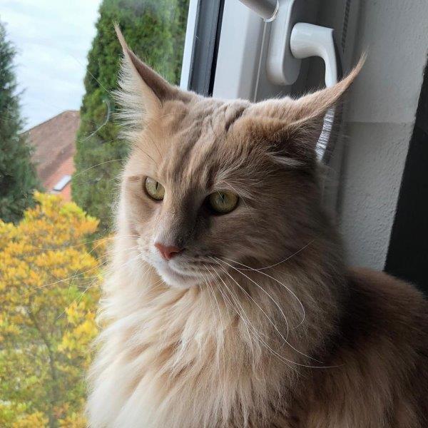 carlos