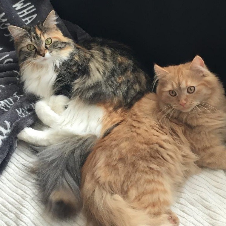 carlos+emmy