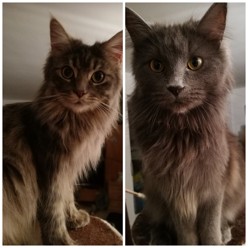 carly kitty