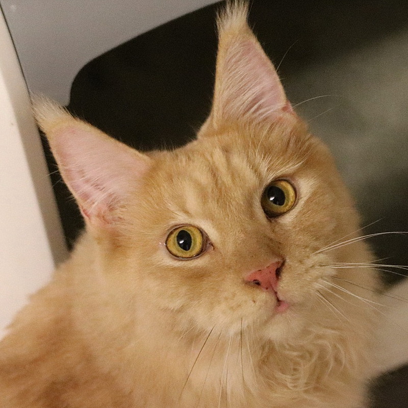 clarence