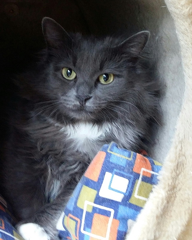cleo