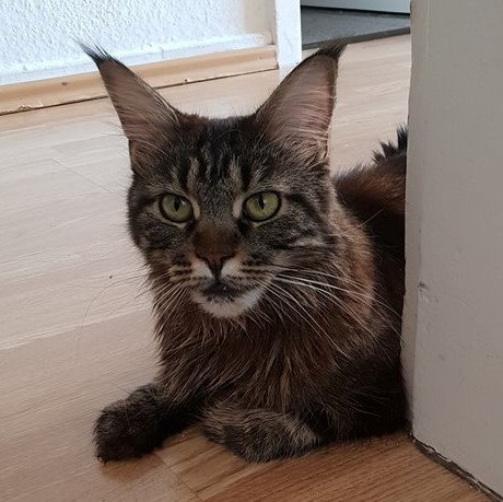 cleo