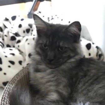 clyde