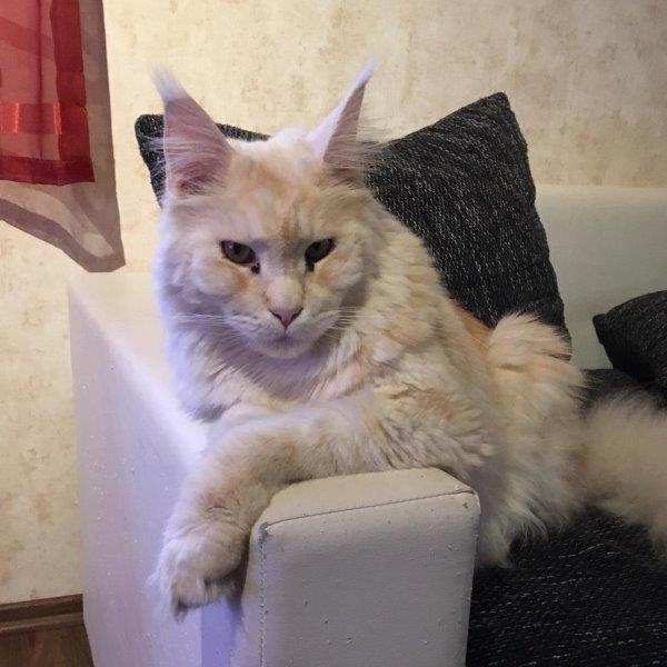 diego