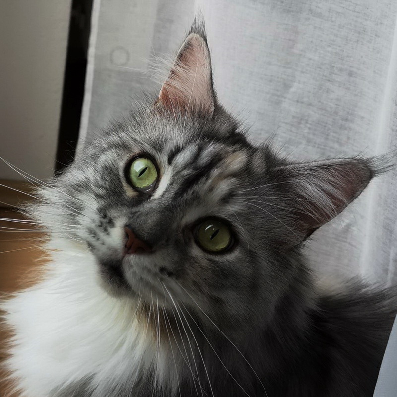 diva