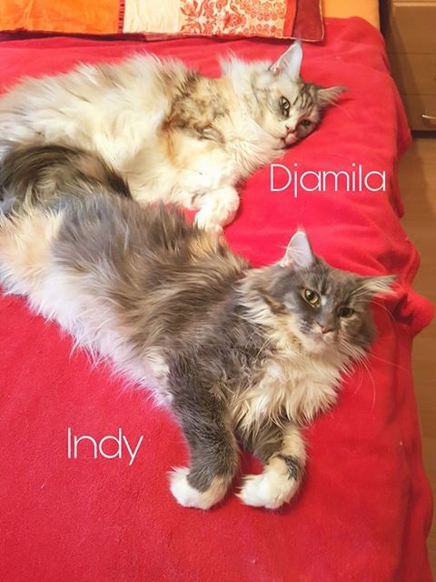 djamila indy 1