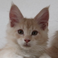 dominik