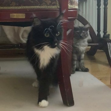 eluna+stella
