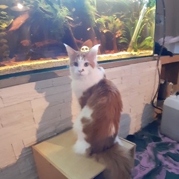 elvis