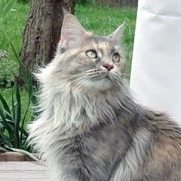 evi