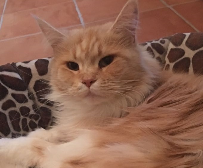 feli