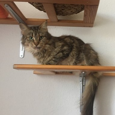 feline