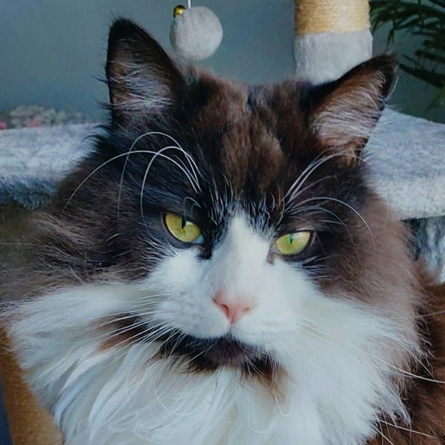 filou