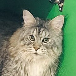 filou