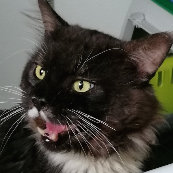 filou
