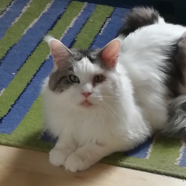 findus