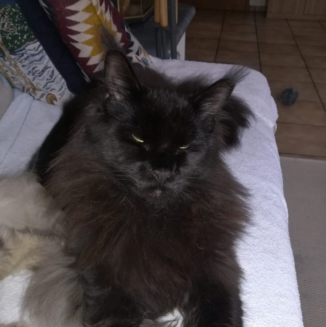 floki