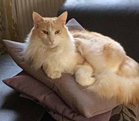 franz