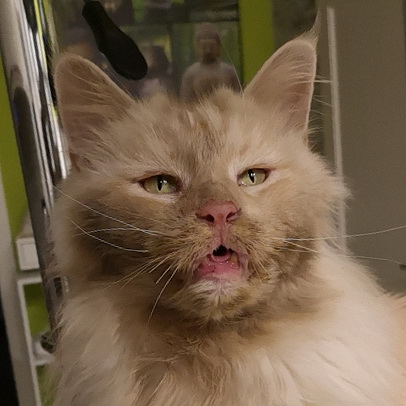fridolin