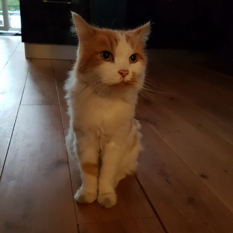 garfield
